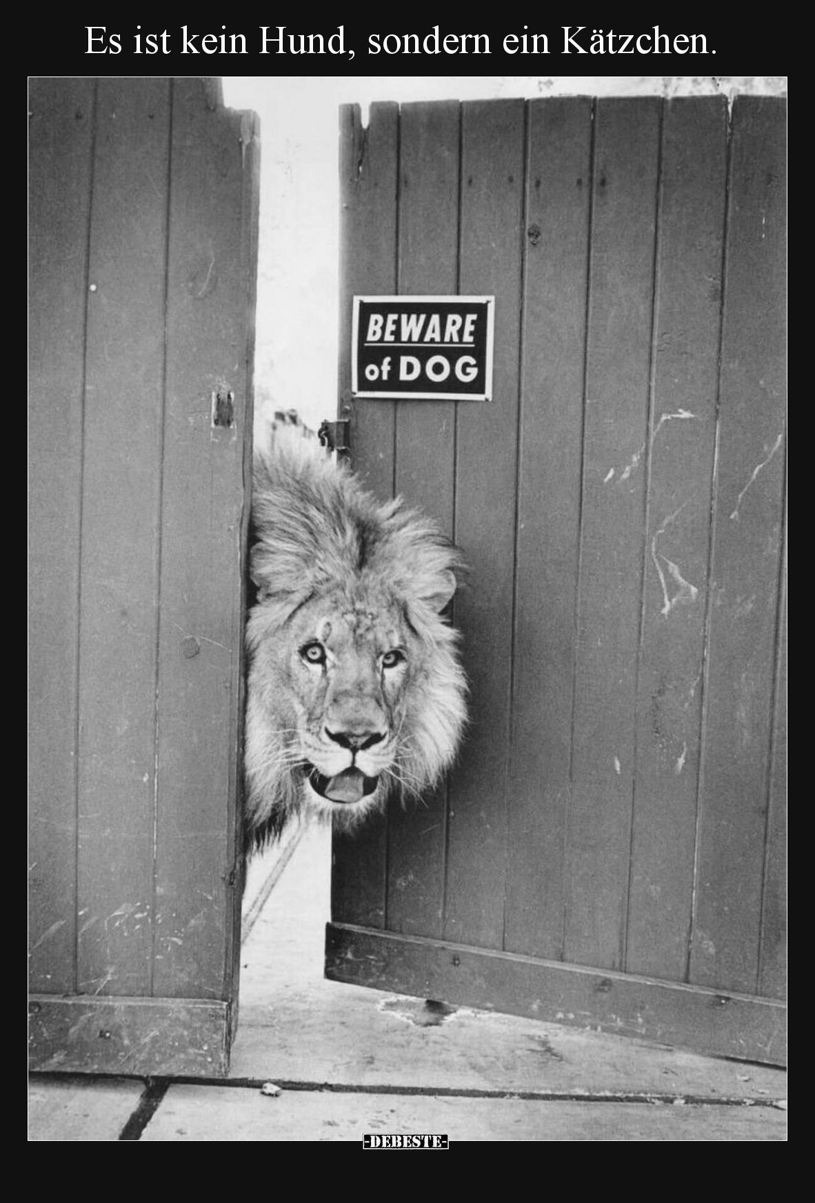 Es ist kein Hund, sondern ein Kätzchen.