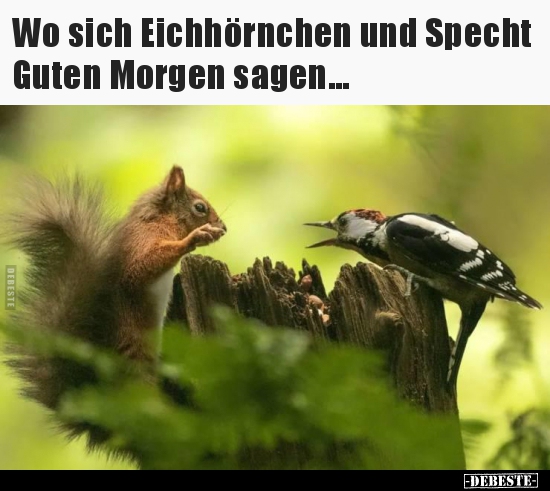 Wo sich Eichhörnchen und Specht Guten Morgen sagen... - Lustige Bilder | DEBESTE.de