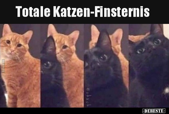 Totale Katzen-Finsternis.. - Lustige Bilder | DEBESTE.de