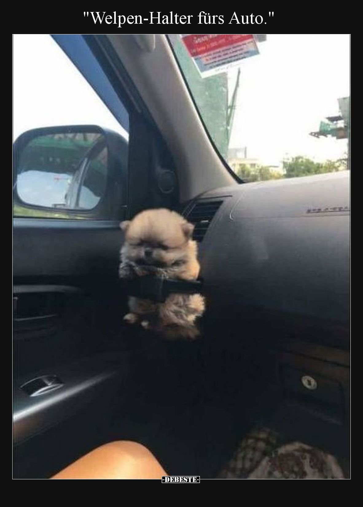 Welpen-Halter fürs Auto