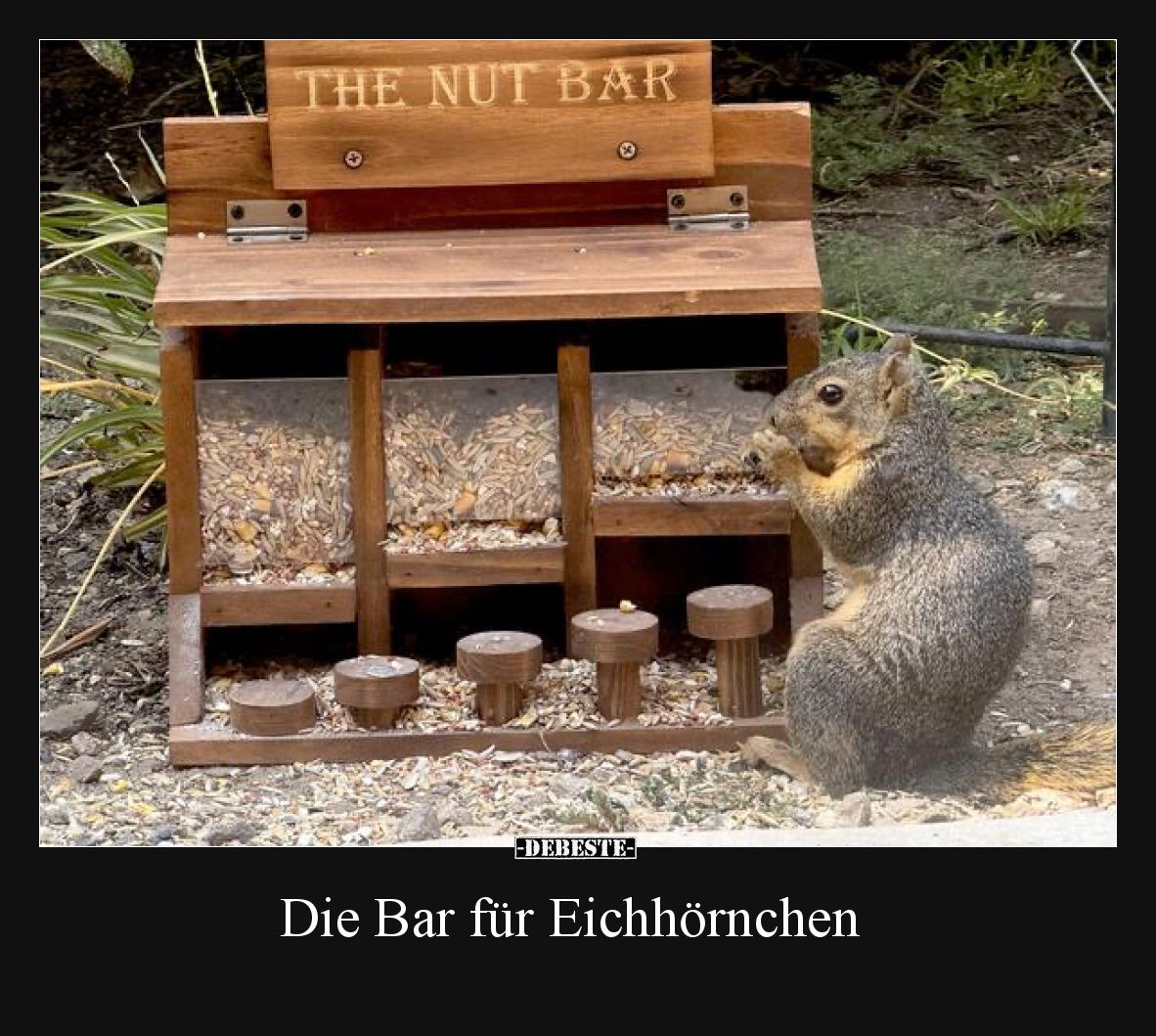 Die Bar für Eichhörnchen