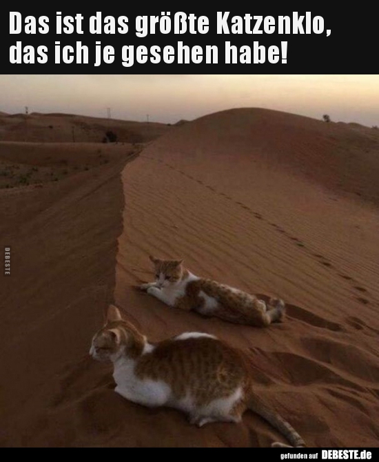 Das ist das größte Katzenklo, das ich je gesehen habe!.. - Lustige Bilder | DEBESTE.de