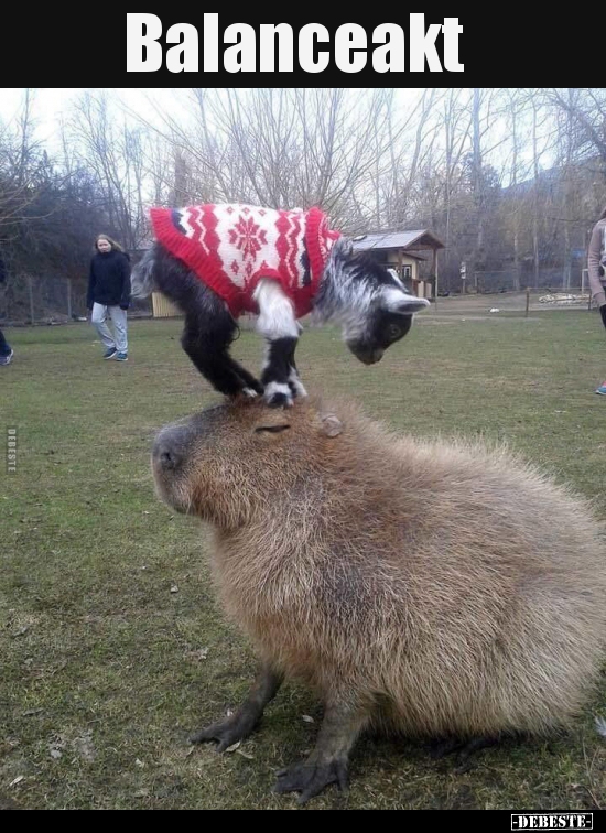Balanceakt..