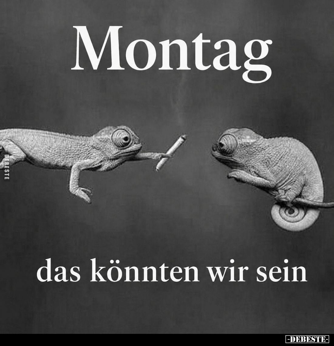Montag das könnten wir sein... - Lustige Bilder | DEBESTE.de