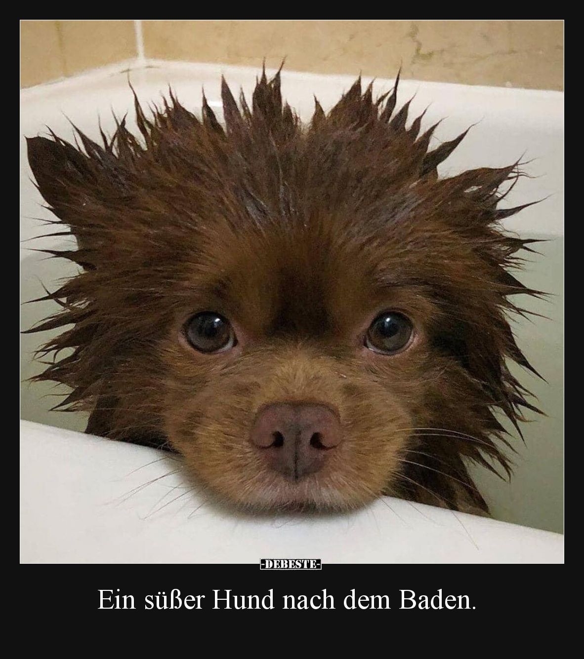 Ein süßer Hund nach dem Baden.