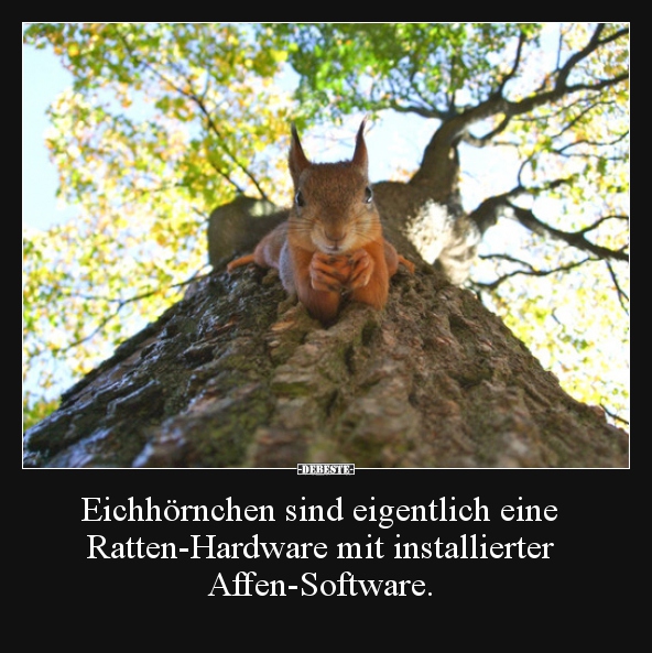 Eichhörnchen sind eigentlich eine Ratten-Hardware mit.. - Lustige Bilder | DEBESTE.de