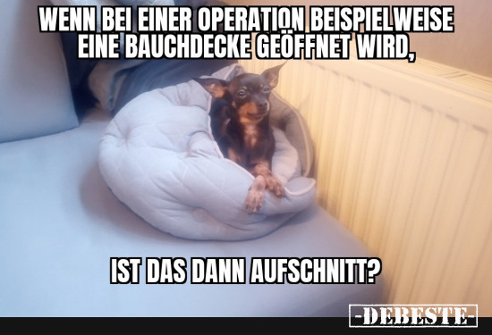 Philosovieh  - Lustige Bilder | DEBESTE.de