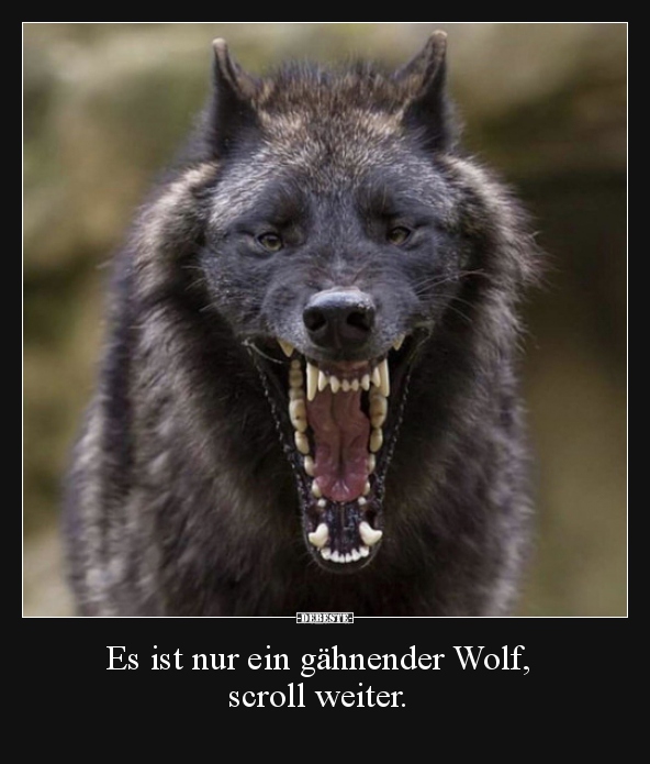 Es ist nur ein gähnender Wolf, scroll weiter... - Lustige Bilder | DEBESTE.de