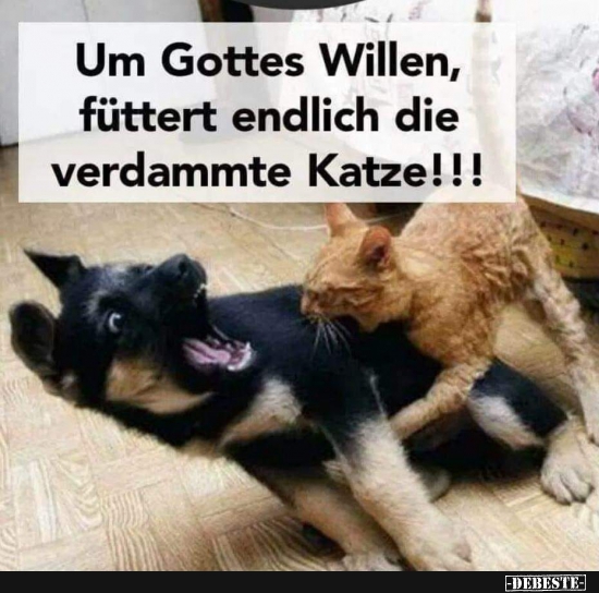 Um Gottes Willen, füttert endlich die verdammte Katze! - Lustige Bilder | DEBESTE.de