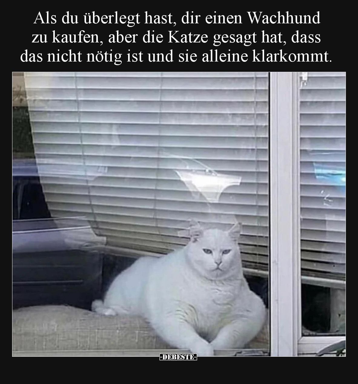 Als du überlegt hast, dir einen Wachhund zu kaufen, aber die Katze gesagt hat, dass das nicht nötig ist und sie alleine klark...