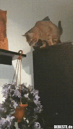  - Lustige Bilder | DEBESTE.de