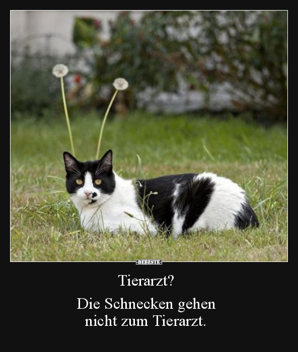 Tierarzt? Die Schnecken gehen nicht zum Tierarzt... - Lustige Bilder | DEBESTE.de