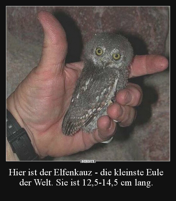 Hier ist der Elfenkauz - die kleinste Eule der Welt. Sie.. - Lustige Bilder | DEBESTE.de