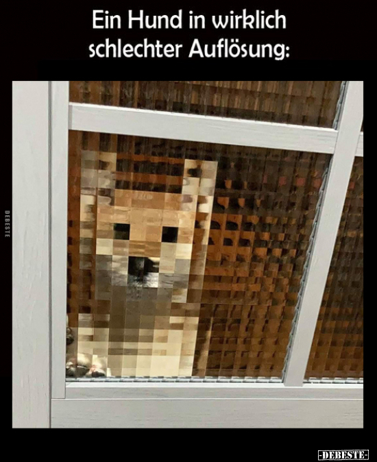 Ein Hund in wirklich schlechter Auflösung.. - Lustige Bilder | DEBESTE.de