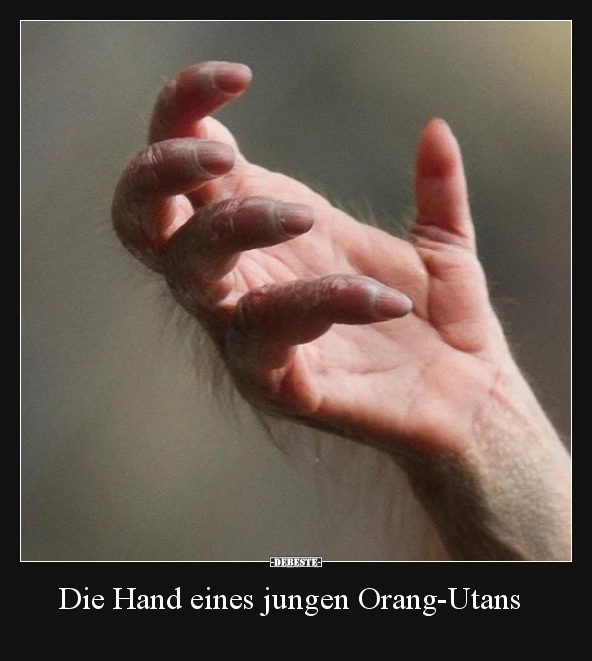 Die Hand eines jungen Orang-Utans.. - Lustige Bilder | DEBESTE.de