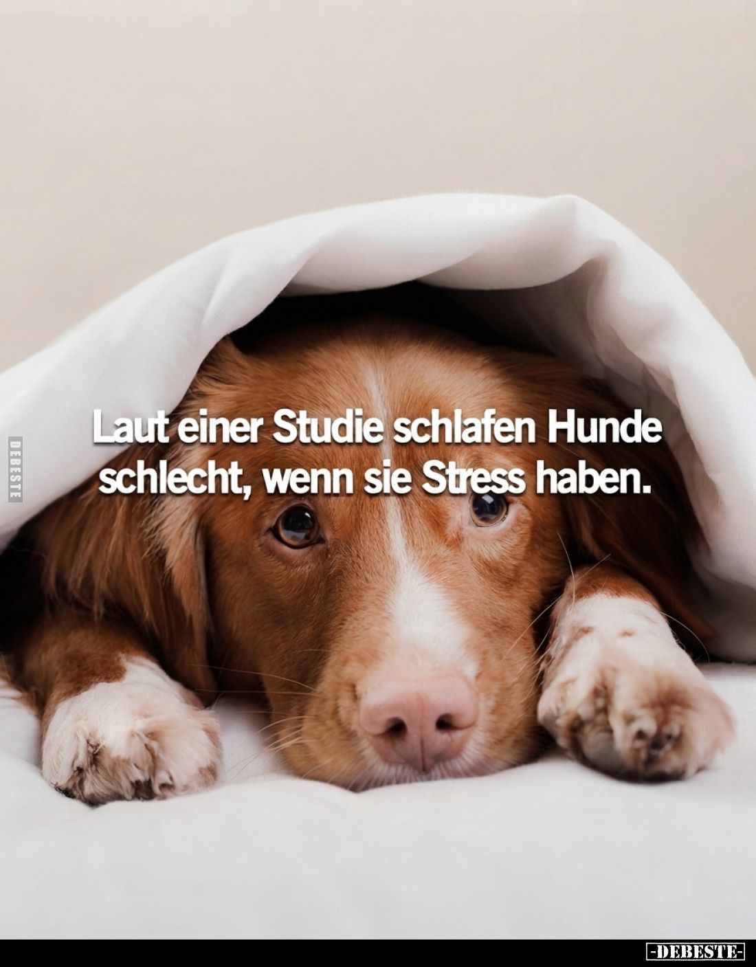 Laut einer Studie schlafen Hunde schlecht, wenn sie Stress haben.