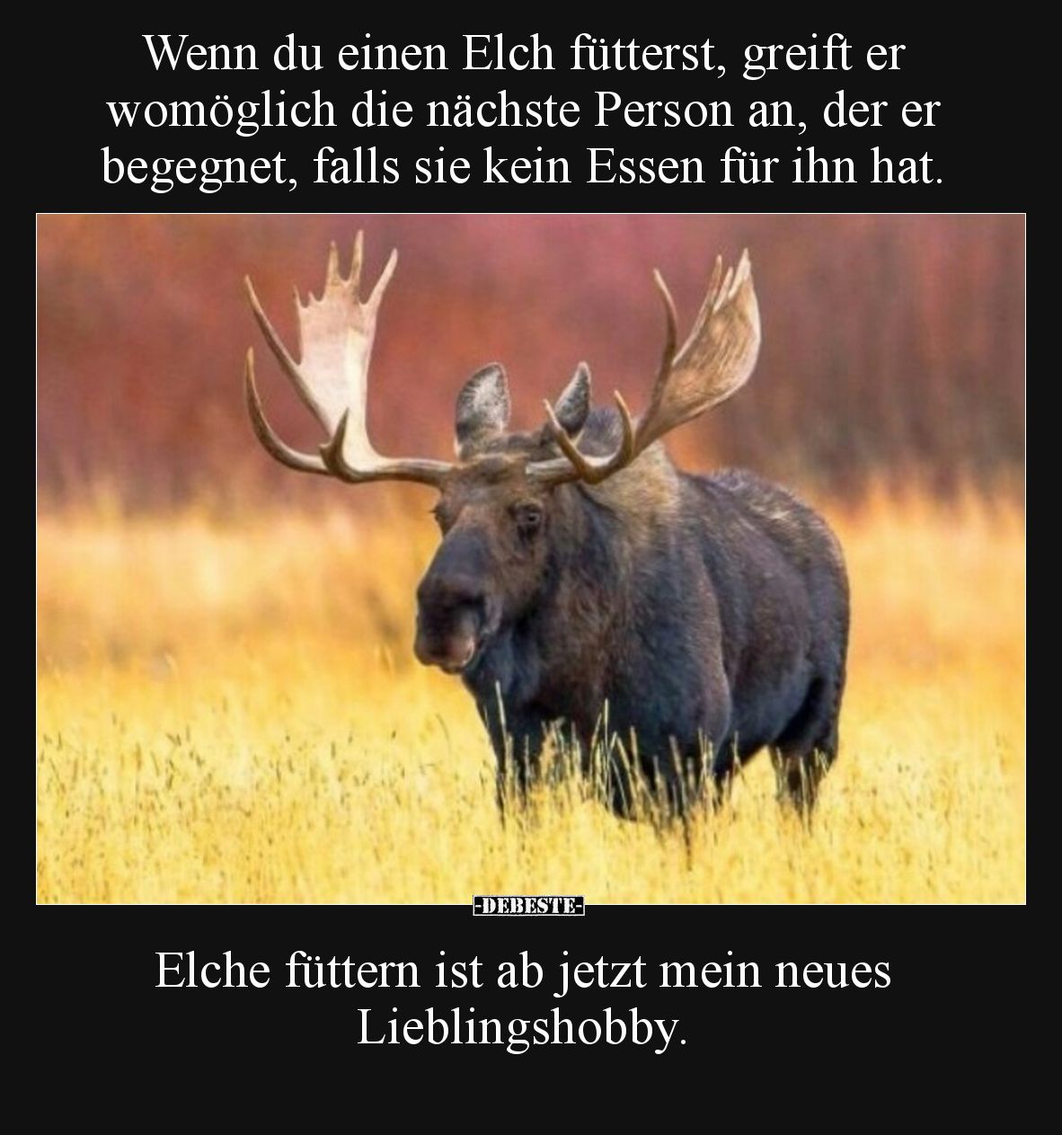 Wenn du einen Elch fütterst, greift er womöglich die nächste Person an, der er begegnet, falls sie kein Essen für ihn hat.
...