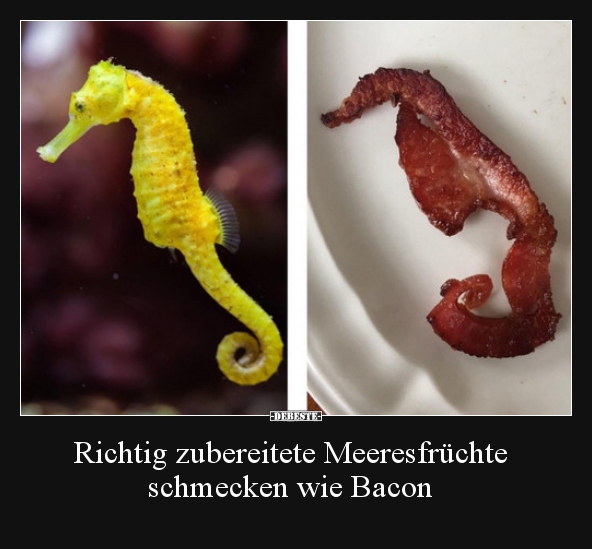 Richtig zubereitete Meeresfrüchte schmecken wie Bacon.. - Lustige Bilder | DEBESTE.de