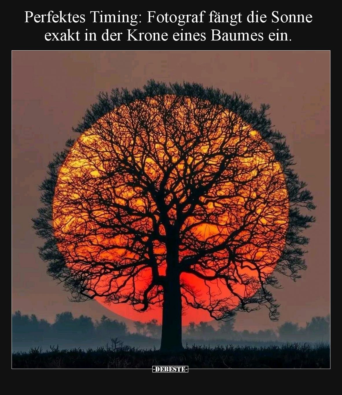 Perfektes Timing: Fotograf fängt die Sonne exakt in der Krone eines Baumes ein.