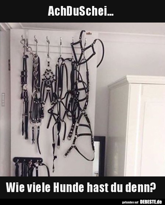 AchDuSchei... Wie viele Hunde hast du denn?