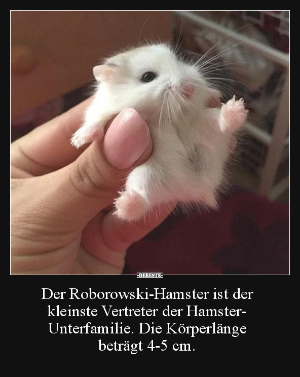 Der Roborowski-Hamster ist der kleinste Vertreter der.. - Lustige Bilder | DEBESTE.de