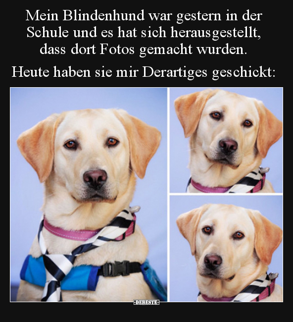 Mein Blindenhund war gestern in der Schule und es hat sich.. - Lustige Bilder | DEBESTE.de