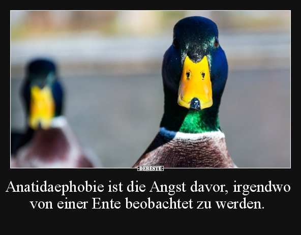 Anatidaephobie ist die Angst davor, irgendwo von einer.. - Lustige Bilder | DEBESTE.de