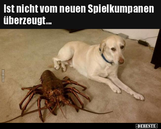 Ist nicht vom neuen Spielkumpanen überzeugt...