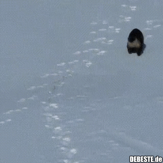 Schneeotten. - Lustige Bilder | DEBESTE.de