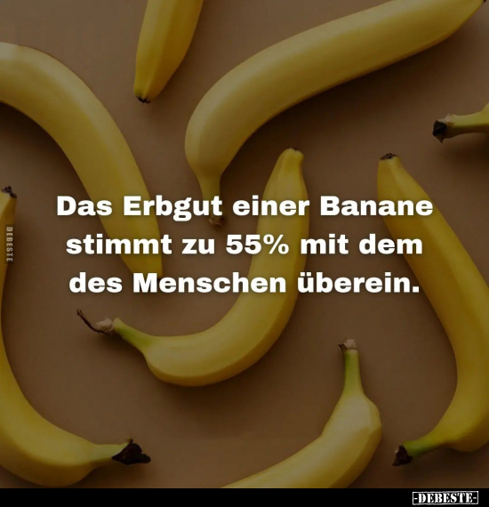 Das Erbgut einer Banane stimmt zu 55% mit dem.. - Lustige Bilder | DEBESTE.de