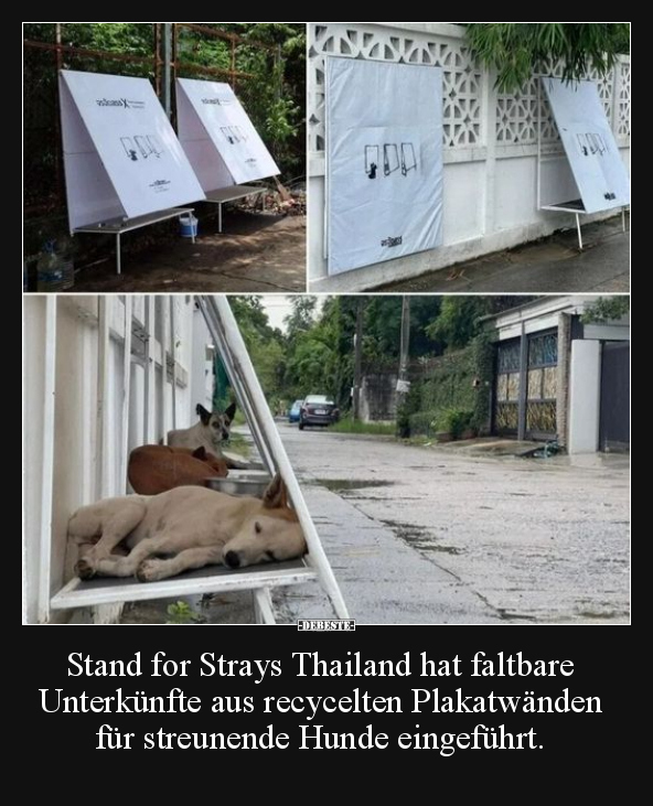 Stand for Strays Thailand hat faltbare Unterkünfte.. - Lustige Bilder | DEBESTE.de