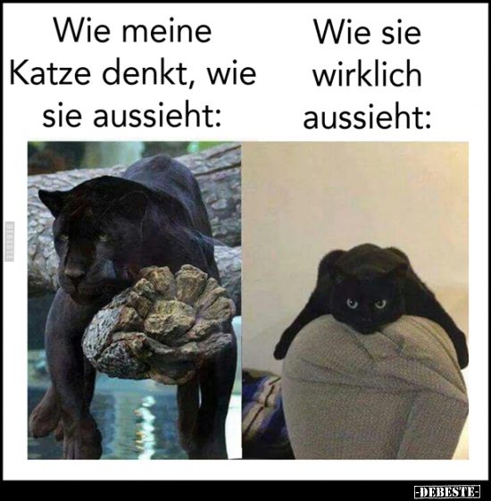 Wie meine Katze denkt, wie sie aussieht..