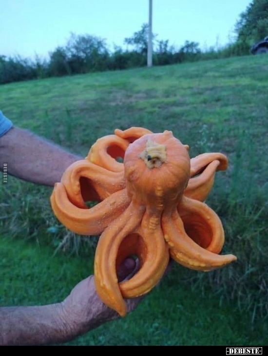  - Lustige Bilder | DEBESTE.de