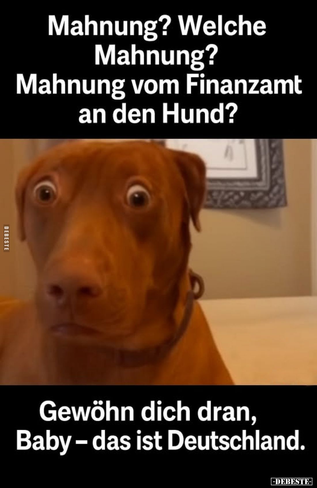 Mahnung? Welche Mahnung? Mahnung vom Finanzamt an den Hund?
Gewöhn dich dran, Baby - das ist Deutschland.