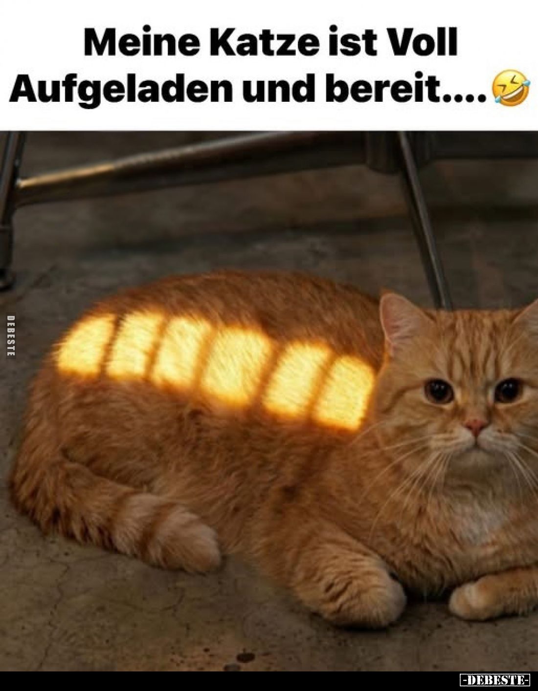 Meine Katze ist Voll Aufgeladen und bereit...