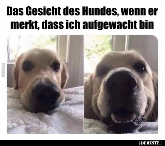 Das Gesicht des Hundes, wenn er merkt, dass ich aufgewacht.. - Lustige Bilder | DEBESTE.de