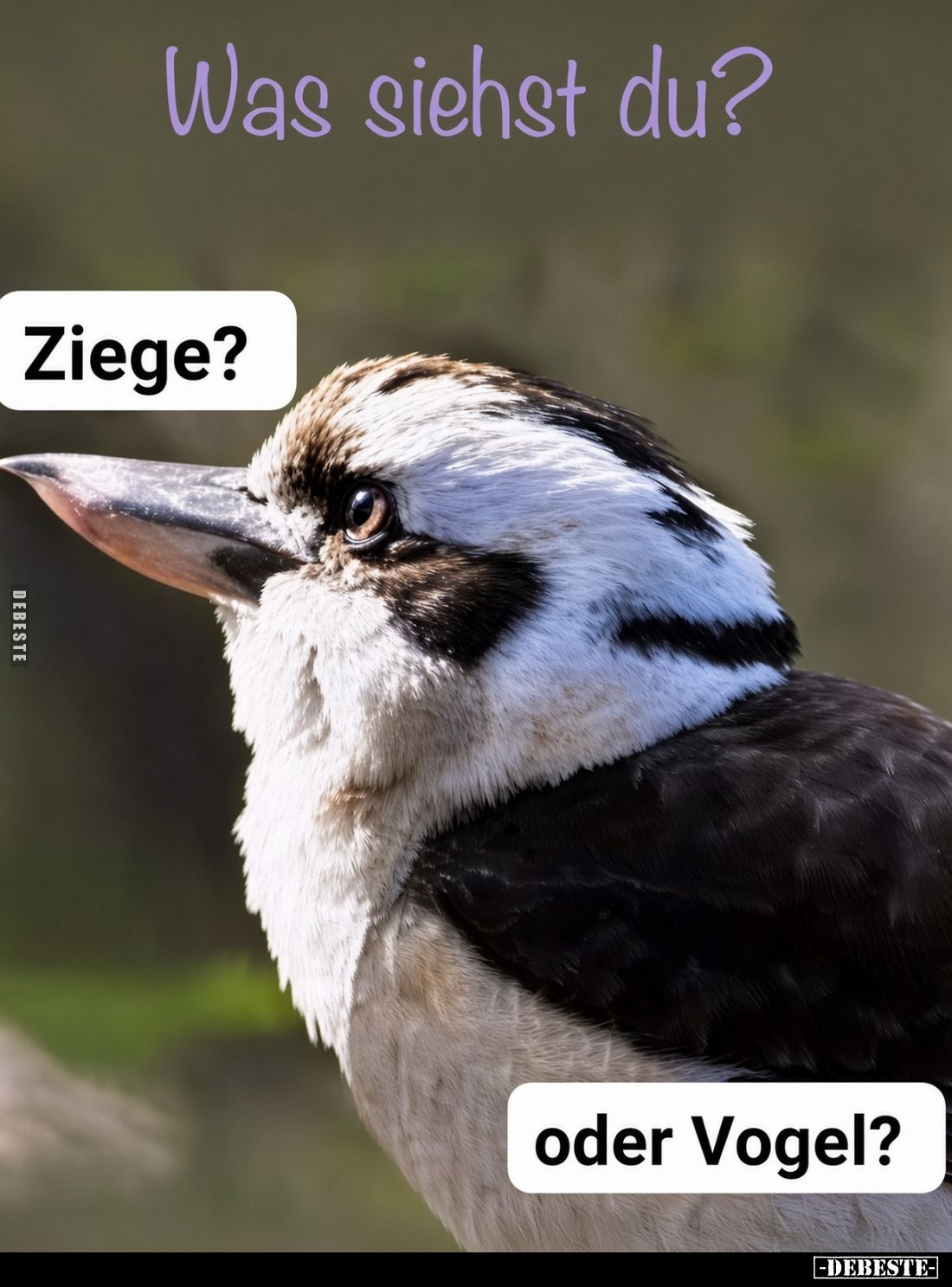 Was siehst du?
Ziege?
oder Vogel?
