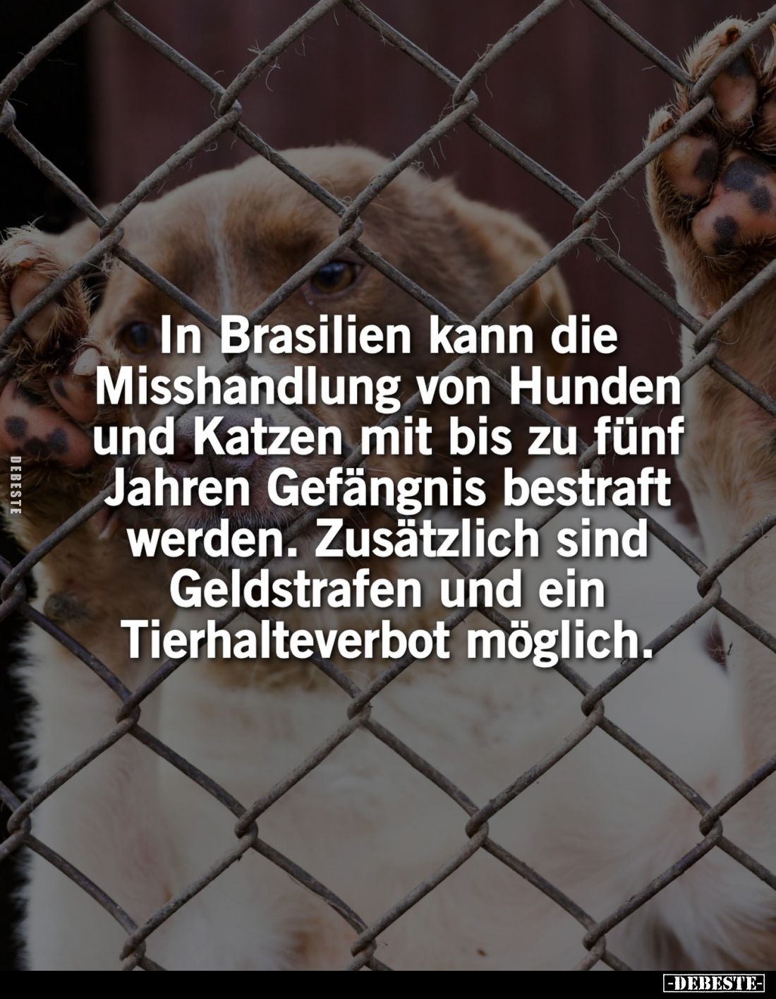 In Brasilien kann die Misshandlung von Hunden und Katzen mit bis zu fünf Jahren Gefängnis bestraft werden.
Zusätzlich sind G...