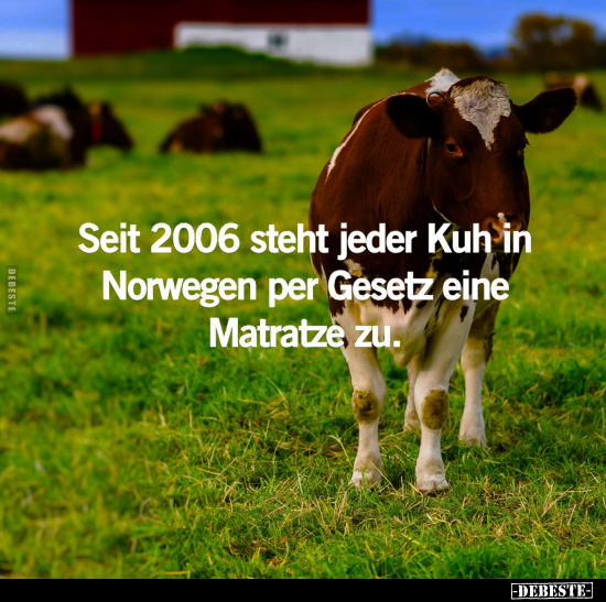 Seit 2006 steht jeder Kuh in Norwegen.. - Lustige Bilder | DEBESTE.de