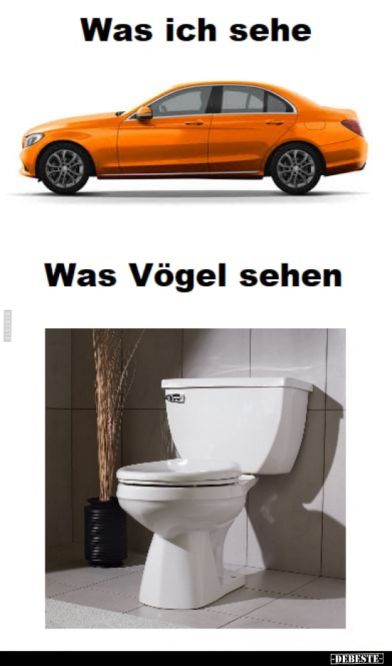 Vögel