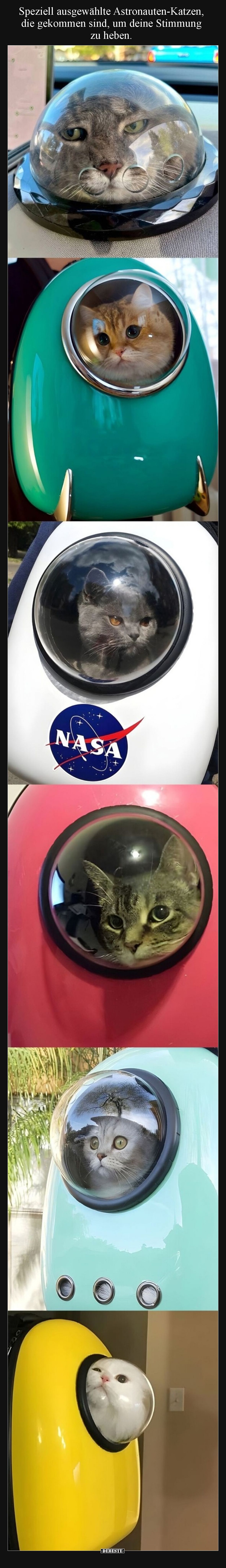 Speziell ausgewählte Astronauten-Katzen, die gekommen sind, um deine Stimmung zu heben.