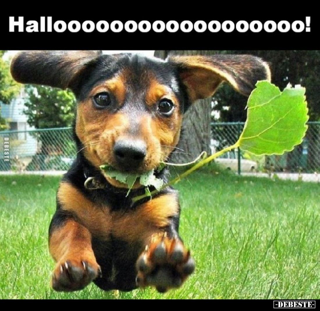 Hallooooo!.. - Lustige Bilder | DEBESTE.de
