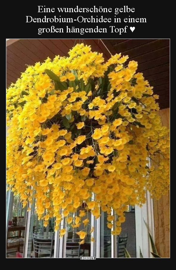 Eine wunderschöne gelbe Dendrobium-Orchidee.. - Lustige Bilder | DEBESTE.de