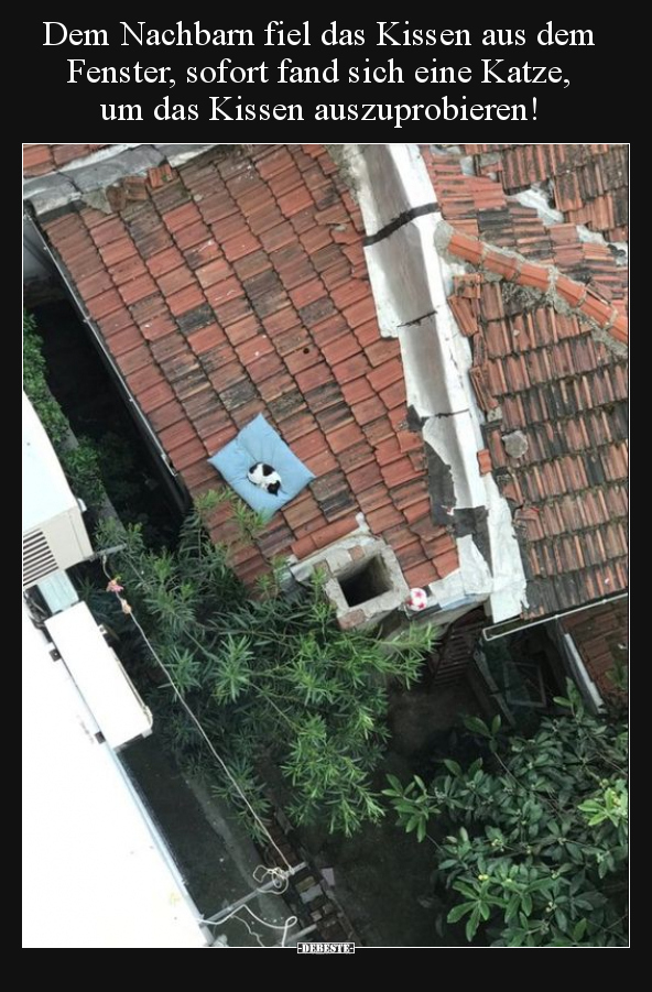 Dem Nachbarn fiel das Kissen aus dem Fenster, sofort fand.. - Lustige Bilder | DEBESTE.de