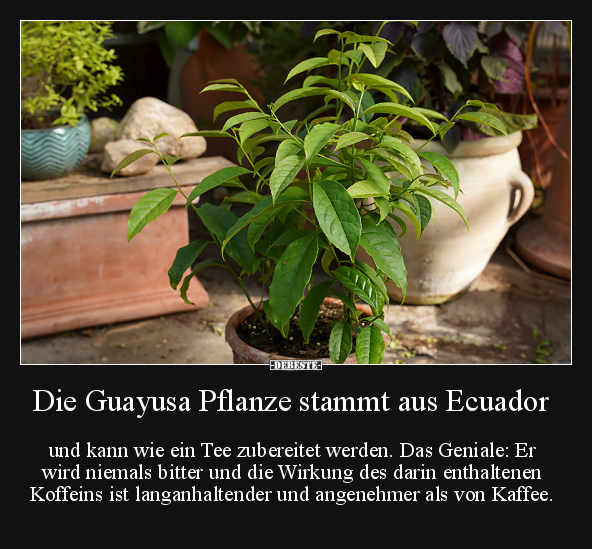 Die Guayusa Pflanze stammt aus Ecuador und.. - Lustige Bilder | DEBESTE.de
