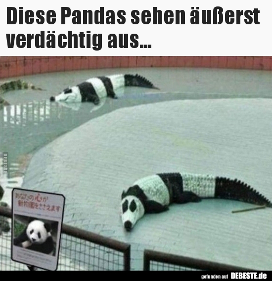 Diese Pandas sehen äußerst verdächtig aus... - Lustige Bilder | DEBESTE.de