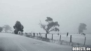 Kängurus, die während einer Wetteranomalie in Australien auf dem Schnee springen.. - Lustige Bilder | DEBESTE.de