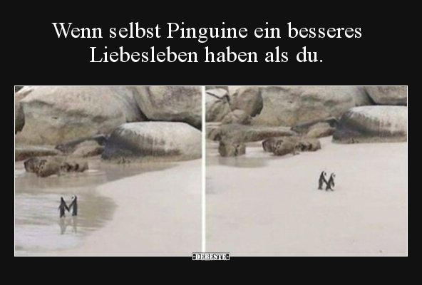 Wenn selbst Pinguine ein besseres Liebesleben haben als.. - Lustige Bilder | DEBESTE.de