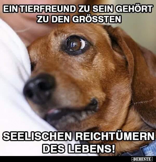 Ein Tierfreund zu sein gehört zu den Grössten.. - Lustige Bilder | DEBESTE.de