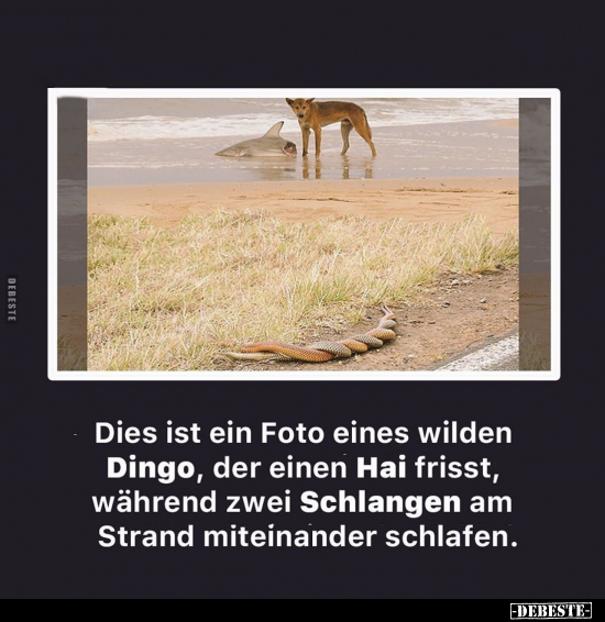 Dies ist ein Foto eines wilden Dingo, der einen Hai frisst.. - Lustige Bilder | DEBESTE.de
